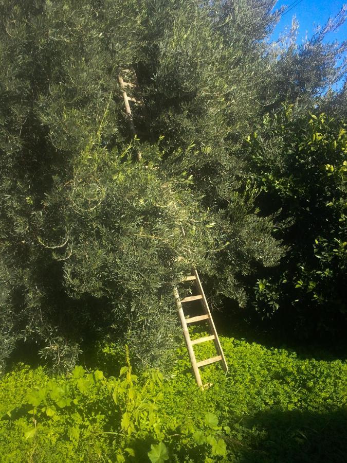 Il Giardino Del Sole Villa Agnone Bagni Exterior photo